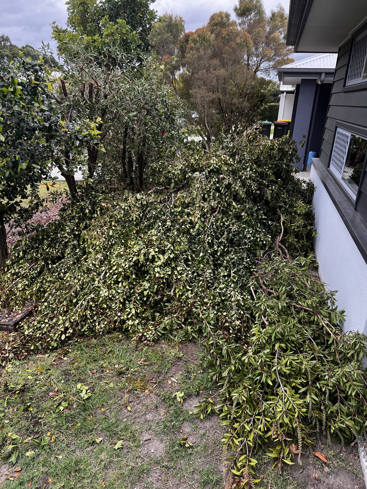 Overgrown garden waste along the side of a house, before the clear-out